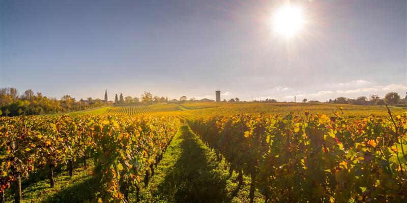 Visite de vignoble a Bordeaux - Hôtel de Sèze